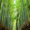 竹林