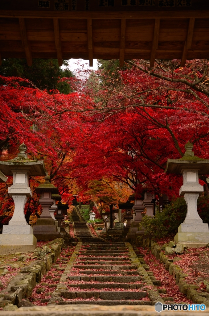 紅葉