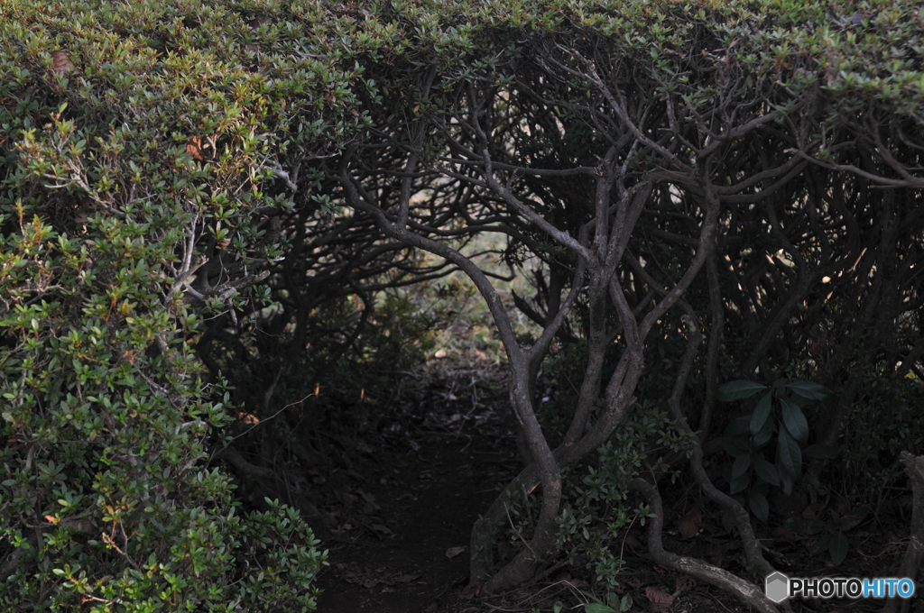 トトロの森の入り口