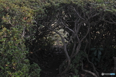 トトロの森の入り口