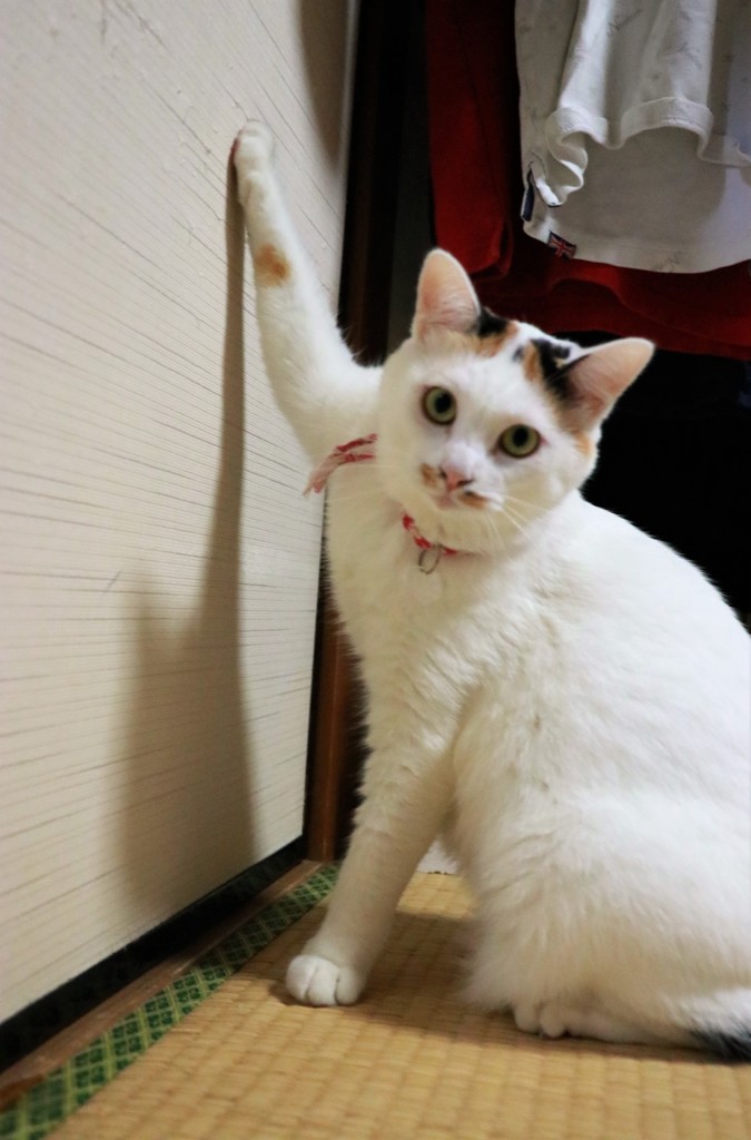 開けてくれん？