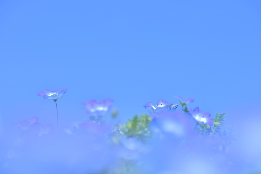 空に浮かぶネモフィラ畑で