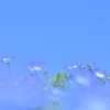 空に浮かぶネモフィラ畑で