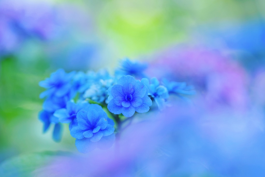 紫陽花の森で