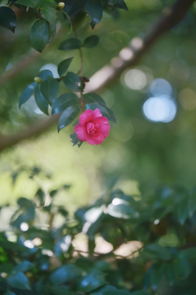 山茶花