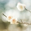 八重野梅