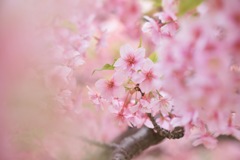 桜色の世界