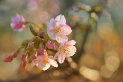 桜と光の協奏曲