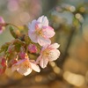 桜と光の協奏曲