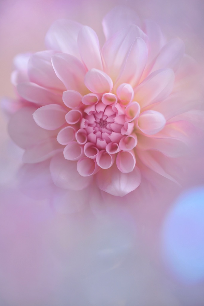 Flower Fairies