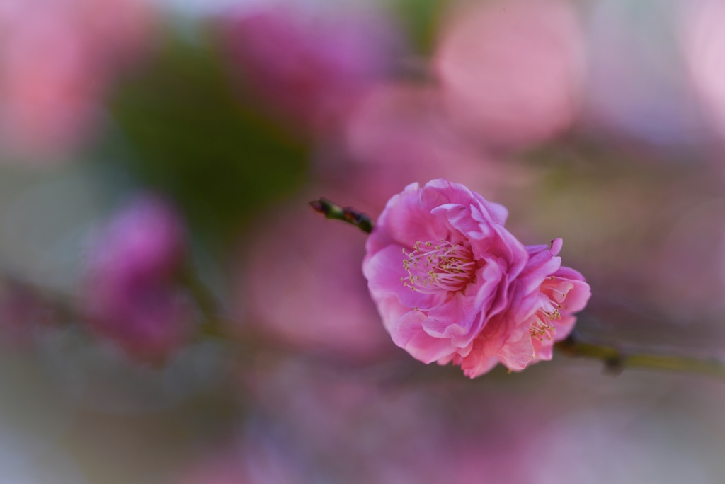 時には華やかに…