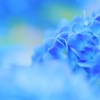 紫陽花