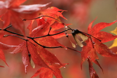 紅い