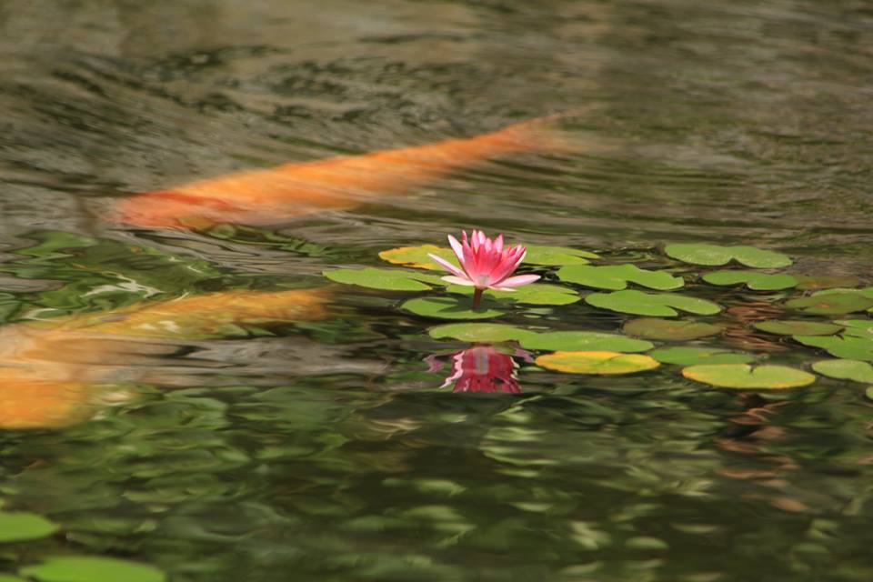 モネを意識して