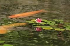 モネを意識して