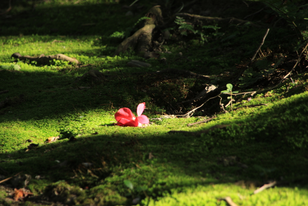 スポットライト