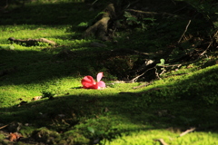 スポットライト