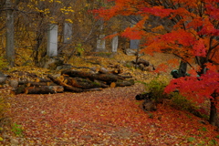 阿弥陀寺の紅葉