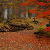 阿弥陀寺の紅葉