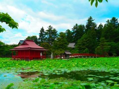 猿賀神社 蓮の池