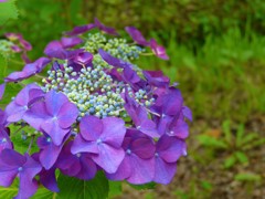 猿賀神社 紫陽花