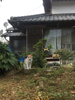 にゃん