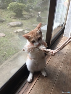 タッセルにゃん