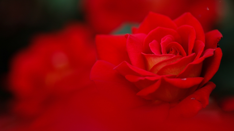 愛しの薔薇　17