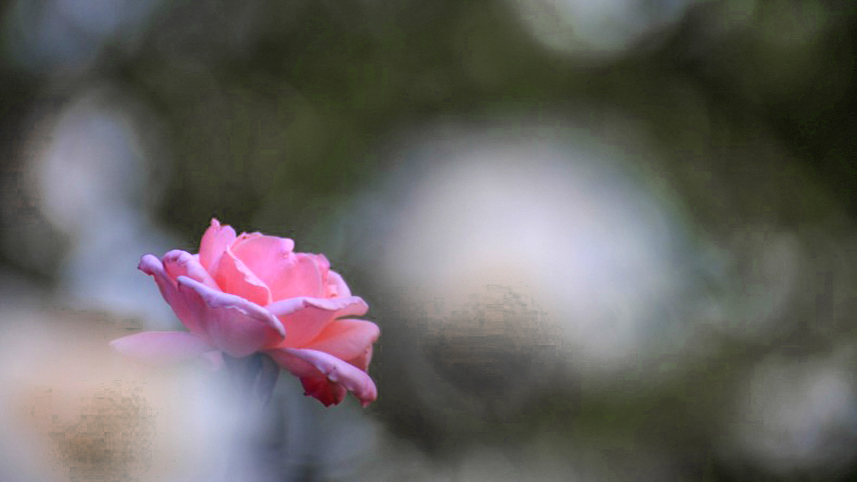 愛しの薔薇　20