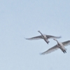 白鳥の里　1
