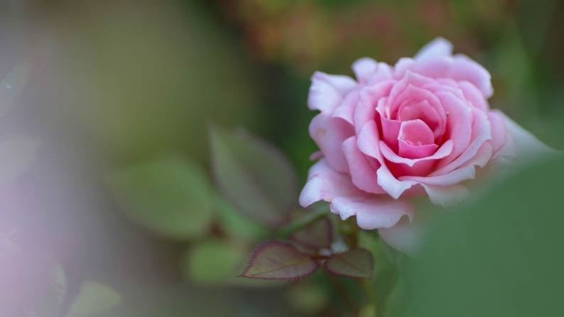 愛しの薔薇　13
