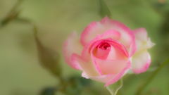 愛しの薔薇　1