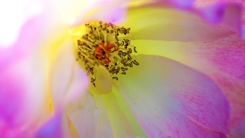愛しの薔薇　15