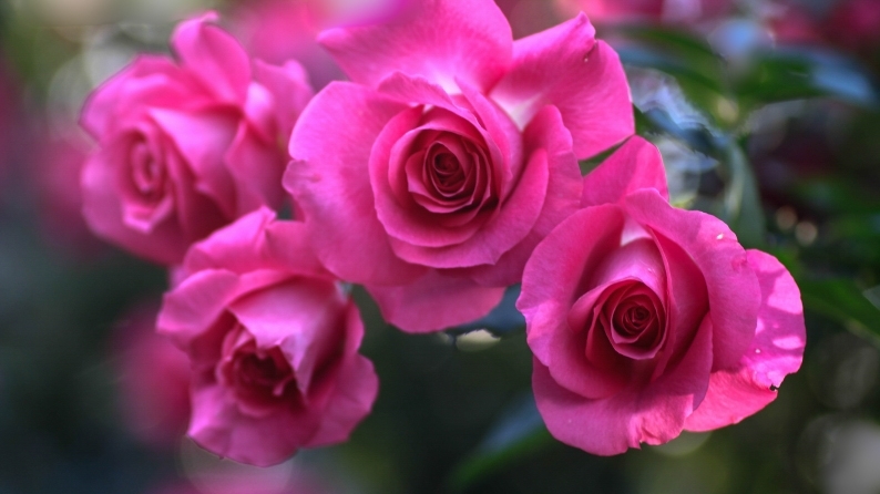 愛しの薔薇　23