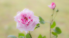 愛しの薔薇　2