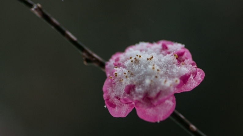 積雪１ｃｍの大寒波　(4