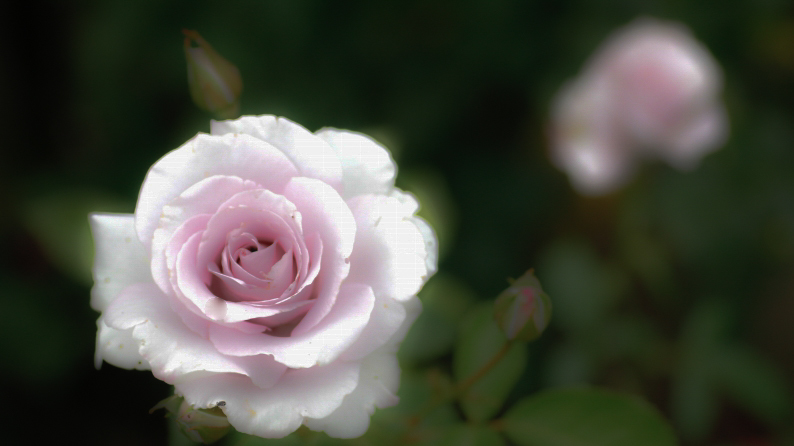 愛しの薔薇　18