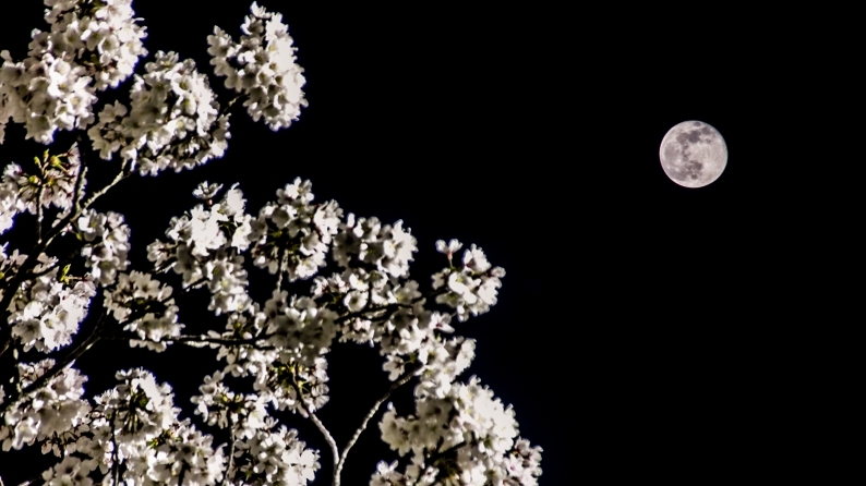 満月と桜