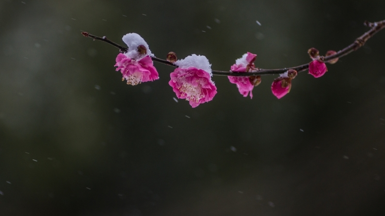 積雪１ｃｍの大寒波　(2