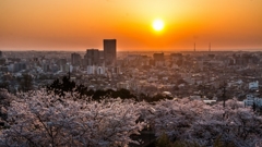 夕陽と桜