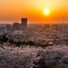 夕陽と桜