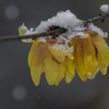 積雪１ｃｍの大寒波　(1