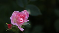 愛しの薔薇　8