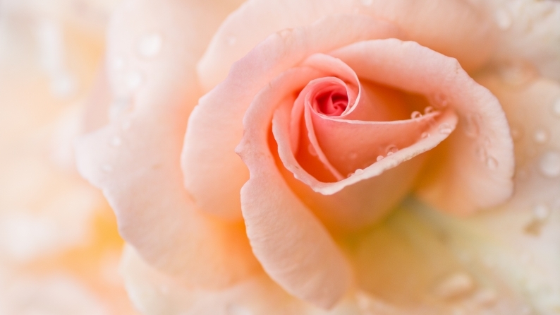 愛しの薔薇　3