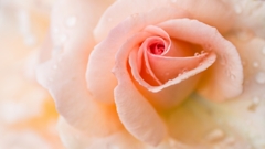 愛しの薔薇　3