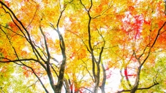 秋の色　3