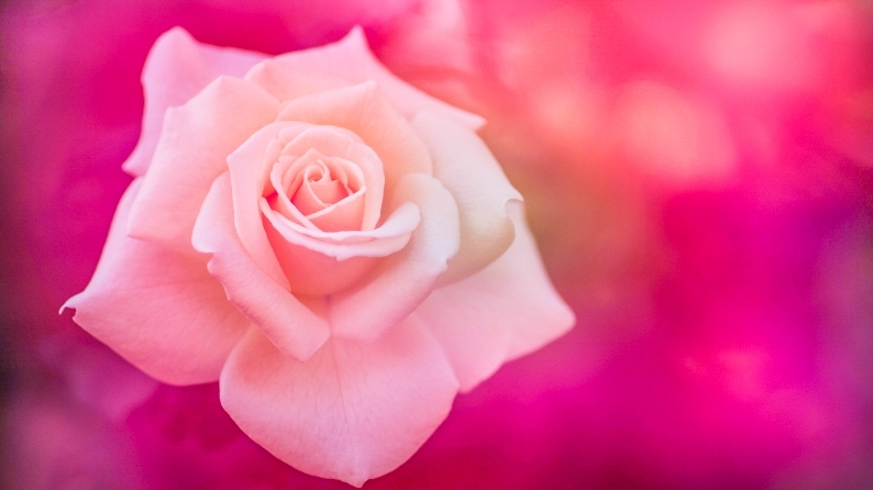愛しの薔薇　24