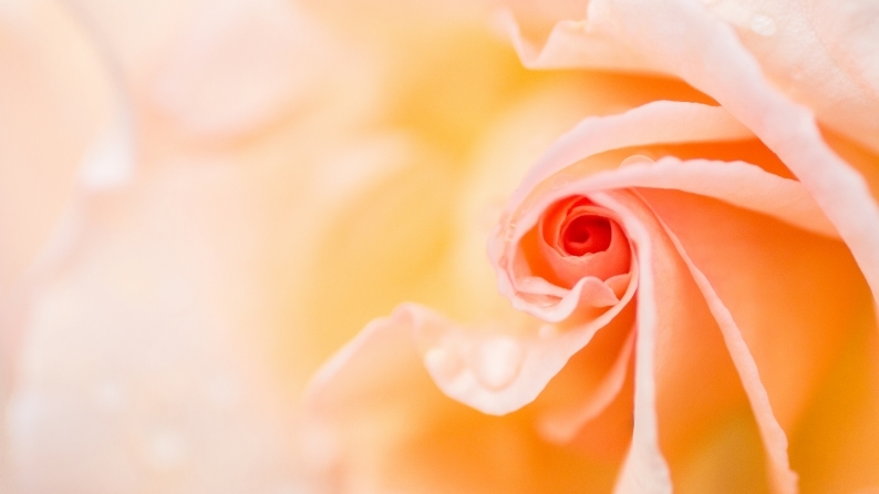 愛しの薔薇　7