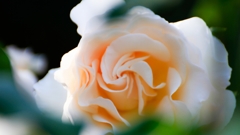愛しの薔薇　4