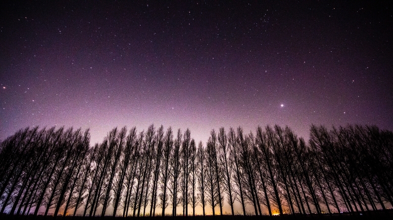 星空のメタセ並木